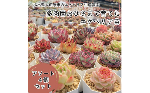 多肉植物 エケベリア おまかせセット 10種類 セット 観葉植物