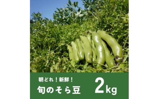 大村農場のそら豆2kg(5月上旬より順次発送)【1609285】 2097831 - 千葉県多古町