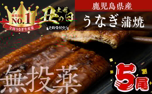 ＜丑の日先行予約受付中！＞鹿児島県産うなぎ蒲焼 (1尾あたり136g～155g×5尾、タレ・山椒付き) 鰻 かばやき 冷凍【西日本養鰻】B175-U