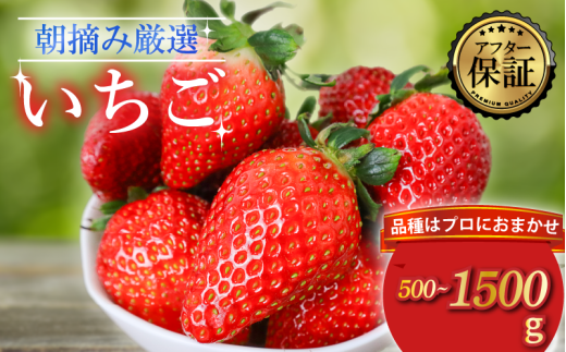 [先行受付]品種おまかせいちご 500g~1500g 新鮮 産地直送 朝摘み 厳選 アフター 保証 付き 2026 2月 3月 発送 いちご 苺 フルーツ 果物 くだもの 品種おまかせ おまかせ とちおとめ やよいひめ おいCベリー かおり野 スターナイト デザート スイーツ 8,000 円 14,000円 20,000円 千葉県 旭市 滑川いちご園 nmi