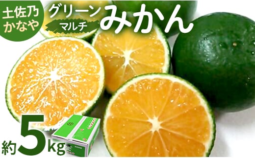 【数量限定】土佐乃かなや マルチ グリーンみかん 約5kg - ミカン 蜜柑 柑橘 果実 果物 フルーツ 送料無料 のし 熨斗 酸味 甘い ジューシー みずみずしい 果汁 爽やか be-0061 425357 - 高知県香南市