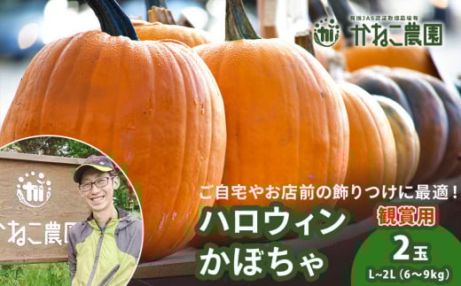 [2025年9月末頃より発送] ハロウィンかぼちゃ 2玉セット [かねこ農園]