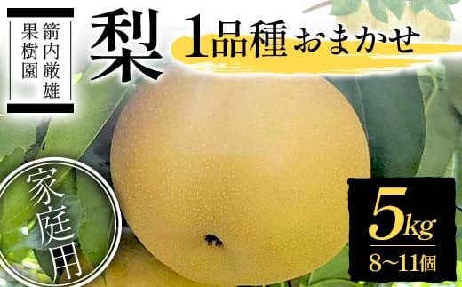 梨 家庭用 1品種おまかせ 5kg 8～11個 ＜箭内厳雄果樹園＞ なし ナシ 梨 デザート フルーツ 果物 くだもの F7X-0283 2143107 - 福島県須賀川市