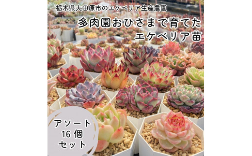 【多肉植物】エケベリア苗アソート16個セット 944008 - 栃木県大田原市