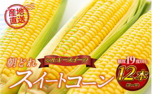 糖度19度以上朝どれスイートコーン「ミルキースイーツ」12本（2L～3L）
