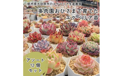 【多肉植物】エケベリア苗アソート12個セット 944007 - 栃木県大田原市