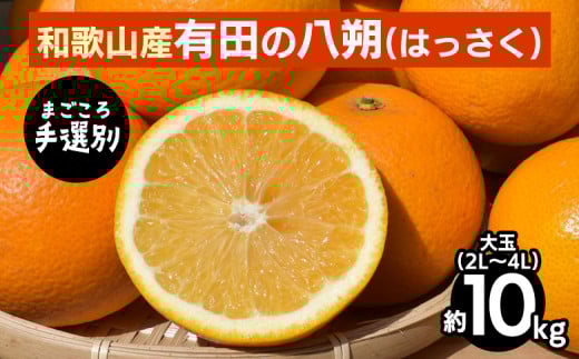 【まごころ手選別】有田のはっさく【八朔】10kg大玉(2L～4L) ※2026年1月上旬～3月下旬頃に順次発送予定