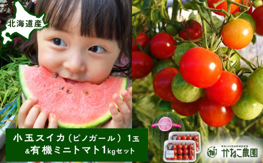 [2025年8月中旬より発送]小玉スイカ1玉&有機ミニトマト500g×2[かねこ農園]