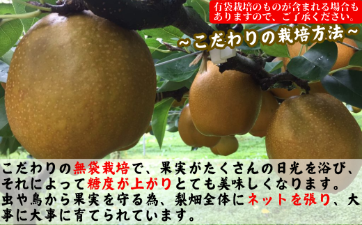 鳥取県八頭町のふるさと納税 【訳あり】王秋梨 4kg