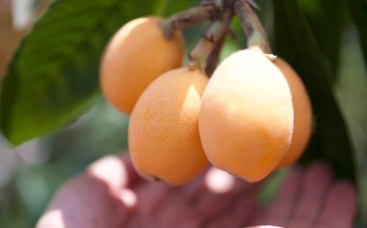 【訳あり】長崎産 茂木びわ「なつたより」2L（12粒入り）【2025年5月上旬～6月下旬迄発送予定】 ／ びわ 枇杷 果物 フルーツ 食品 九州 訳アリ わけあり 理由あり 長崎県 長崎市 常温