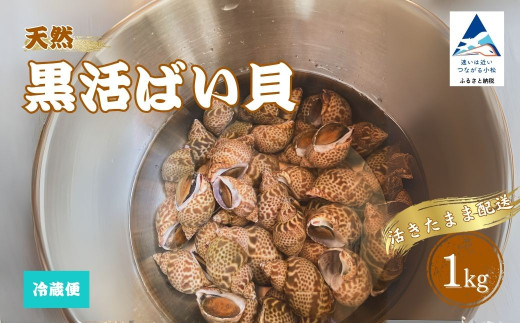 活黒ばい貝1kg