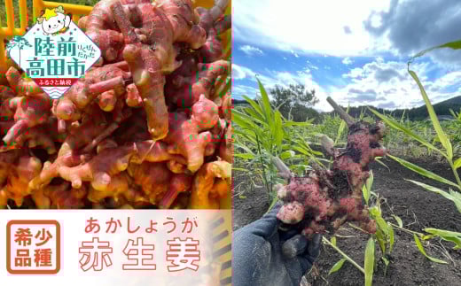 【先行予約】 希少品種 赤生姜 約1kg 【 ショウガ 産地直送 新鮮 料理 野菜 薬味 岩手県 陸前高田市 】2025年10月から発送予定 RT2726