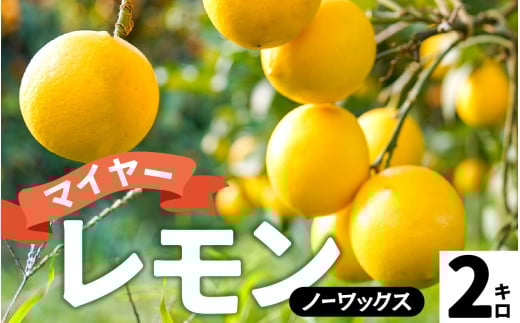【先行予約】淡路島産 マイヤーレモン 2kg 国産レモン 淡路島 瀬戸内レモン 檸檬 lemon 柑橘 レモネード  レモンサワー【 2025年10月中旬より順次発送 】 2115501 - 兵庫県兵庫県庁