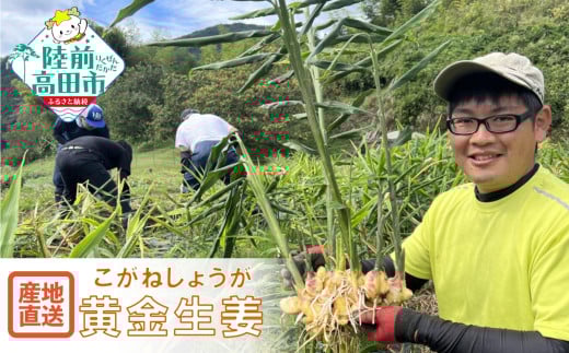【先行予約】 陸前高田市産 黄金生姜 約1kg 【 ショウガ 産地直送 新鮮 料理 野菜 薬味 岩手県 陸前高田市 】2025年10月から発送予定 RT2725