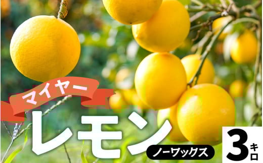 【先行予約】淡路島産 マイヤーレモン 3kg 国産レモン 淡路島 瀬戸内レモン 檸檬 lemon 柑橘 レモネード  レモンサワー【 2025年10月中旬より順次発送 】 2115534 - 兵庫県兵庫県庁