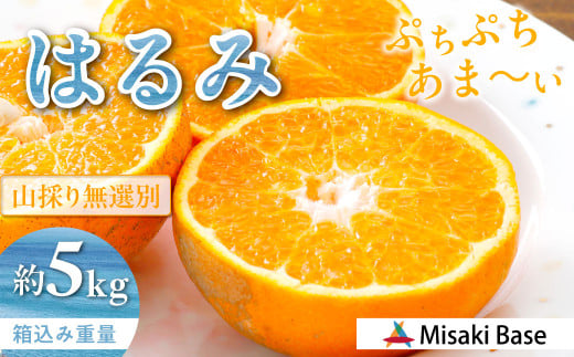 【先行受付】【数量限定】【山採り無選別】はるみ 5kg ※離島への配送不可（2026年2月より順次発送）  【ふるさと納税 人気 おすすめ ランキング みかん 柑橘 ミカン 蜜柑 mikan 果物 はるみ はるみオレンジ フルーツ 糖度 甘い  タンゴール オレンジ 家庭用 おすそ分け 無選別 Misaki Base 愛媛県 伊方町 送料無料】 IKTAB011 