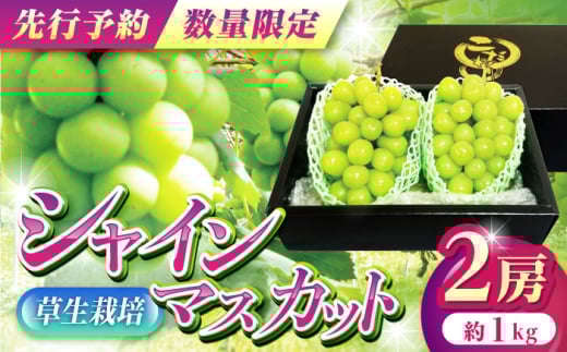 【先行予約】【限定数量】 ぶどう シャインマスカット 2房 【田上農園】 [YBY007] 2096633 - 熊本県山都町