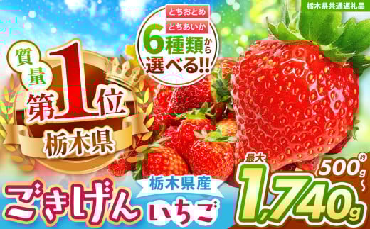 【栃木県共通返礼品】【チョイス限定企画】【先行予約】とちあいか 秀品 約700g | いちご とちあいか 大粒 新鮮 甘い 朝採れ 香貴 数量 限定 美味しい 果物 共通返礼品 フルーツ デザート 栃木県 那珂川町 送料無料