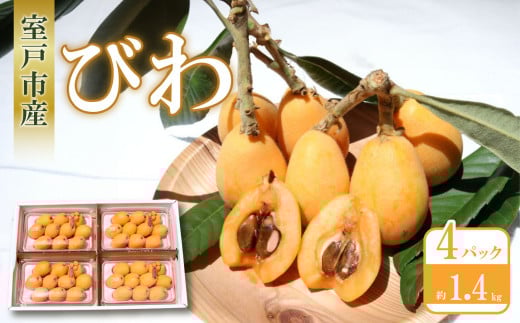 期間限定 びわ 4パック 約1.4kg | なつたより 茂木  枇杷 ビワ フルーツ 果物 大玉 母の日 数量限定 旬 果実 初夏 季節 贈答 室戸市 高知県