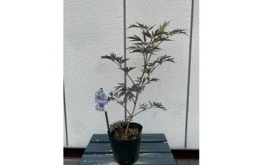 人気品種  西洋ニワトコサンブカス ブラックレース 5号 〈プラス樹〉