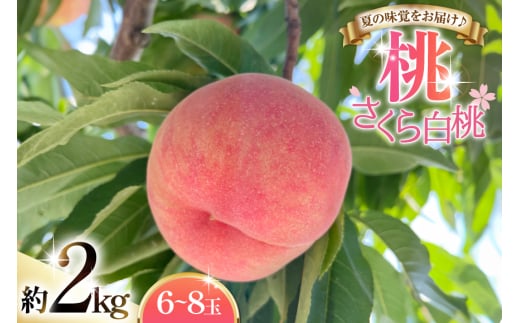【期間限定発送】 桃 さくら 白桃 2kg (6〜8玉) [東城農園 山形県 高畠町 tk06ayt370001] もも モモ 果物 くだもの フルーツ 冷蔵