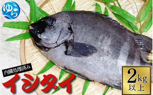 ＼レビューキャンペーン中／ イシダイ 内臓処理済み 2kg以上（1～2匹） /  石鯛 魚 お魚 さかな 食品 海の幸 海鮮 カイセン 塩焼き 煮付け 内臓処理済み 冷蔵 海鮮類 焼き魚 和歌山県 由良町 【skmn021】 2104881 - 和歌山県由良町