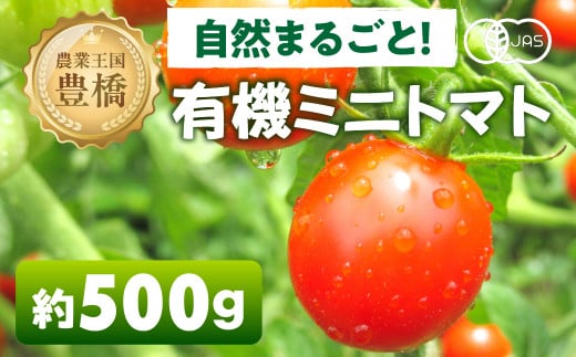 有機栽培ミニトマト 約 500g 有機栽培 有機 トマト ミニトマト 濃厚 甘い 美味しい 高糖度 完熟 tomato とまと やさい 自然 安心安全 旬 オーガニック 送料無料 愛知県 豊橋市