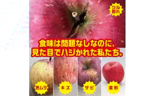 ＜2025年9月末～発送開始＞訳ありりんご　早生ふじ　約5Kg(12～25個入)【1618832】