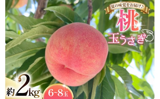 【期間限定発送】 桃 玉うさぎ 2kg (6〜8玉) [東城農園 山形県 高畠町 tk06ayt370003] もも モモ 果物 くだもの フルーツ 冷蔵