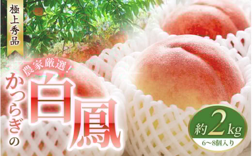 先行販売！【モモ】 白鳳　桃の王様！約2kg6～8個 【2025年6月下旬頃より順次発送】【秀品】こだわり農家厳選 【KG12】【kgr009】