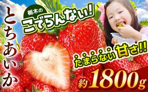  栃木のこでらんないイチゴ（とちあいか）約300g×6｜とちあいか イチゴ いちご 高糖度 酸味が少ない 完熟 甘味が強い 栃木県 日本一  1341567 - 栃木県真岡市
