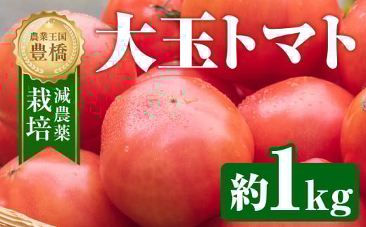 大玉トマト 約 1kg トマト 大玉 濃厚 甘い 美味しい 高糖度 完熟 tomato とまと やさい 自然 安心安全 旬 送料無料 愛知県 豊橋市