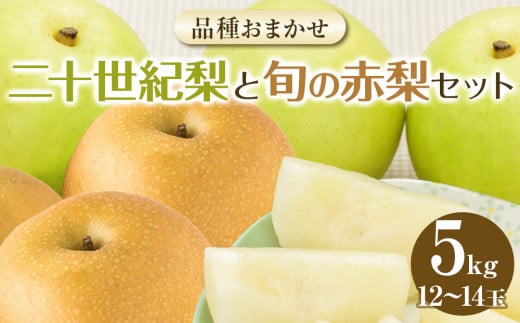282.【先行予約】二十世紀梨と旬の赤梨セット 5ｋｇ ※2025年8月下旬～9月下旬頃に順次発送予定【先行予約 梨 なし 果物 フルーツ くだもの 鳥取県 北栄町 おすすめ 人気 送料無料】 660873 - 鳥取県北栄町