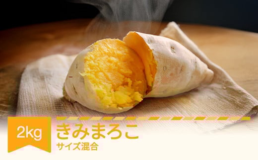 さつまいも  きみまろこ  約2kg 村山市産 2025年産 令和七年 山形県産  芋  no-spkmx2 2093236 - 山形県村山市