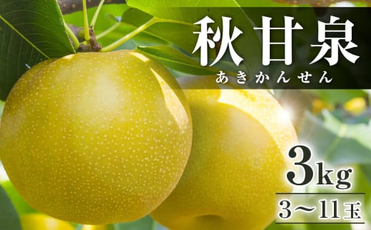 294.【先行予約】秋甘泉　3kg前後（3～11玉前後）◇　※2025年9月中旬～9月下旬頃に順次発送予定 660942 - 鳥取県北栄町