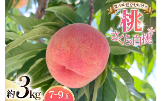 【期間限定発送】 桃 さくら 白桃 3kg (7〜9玉) [東城農園 山形県 高畠町 tk06ayt370000] もも モモ 果物 くだもの フルーツ 冷蔵