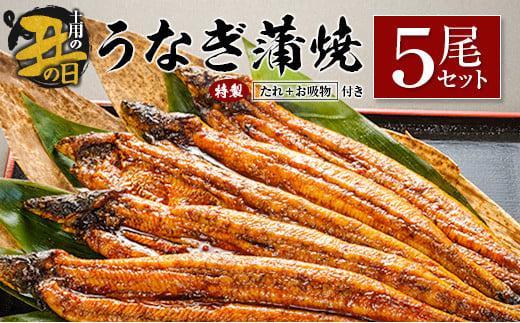 【土用の丑の日】うなぎ蒲焼5尾セット 計905g以上 中村商店