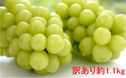 [№5729-0499]（地域・期間限定）訳あり YANAGISAWA FRUITS GARDENの シャインマスカット 約1.1kg 果物 ぶどう フルーツ おやつ デザート 食後 秋の味覚 産地直送 長野県産 有機肥料