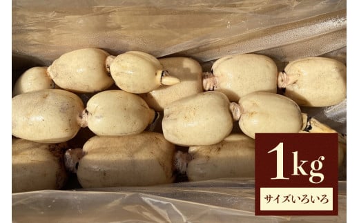 れんこん 1kg (サイズいろいろ) 蓮根 レンコン 国産 野菜 旬 根菜 料理 産地直送 産直 送料無料 いばらきみどり認定取得 (G272) 1261178 - 茨城県石岡市