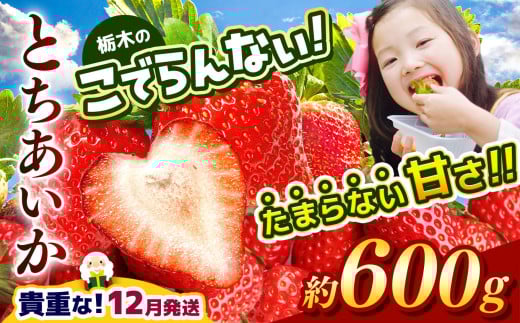  【12月発送】栃木のこでらんないイチゴ（とちあいか） 約300g×2｜ とちあいか いちご イチゴ 栃木 日本一 高糖度 酸味が少ない 完熟 栃木県 真岡市 送料無料