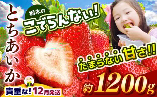 【12月発送】栃木のこでらんないイチゴ（とちあいか）約300×4 | とちあいか いちご イチゴ 完熟 高糖度 甘い 酸味が少ない 栃木県 日本一 2103317 - 栃木県真岡市