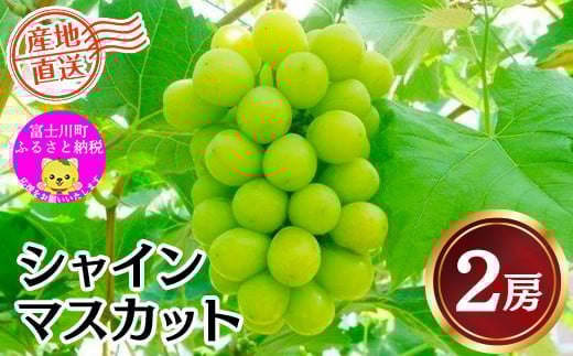 【2025年発送分】《JA厳選》 シャインマスカット 2房 （約1kg前後） フルーツ シャイン マスカット 山梨県産 果物 くだもの ぶどう ブドウ 葡萄 大粒 種なし  種無し 産地直送 先行予約 富士川町 301064 - 山梨県富士川町