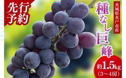 【2025年9月上旬より順次発送】【数量限定】種なし巨峰 約1.5キロ（３～４房）【茨城県 巨峰 ブドウ ぶどう フルーツ 果物 くだもの 濃厚 種あり 15000円以内 1万五千円以内】（MA-1）
