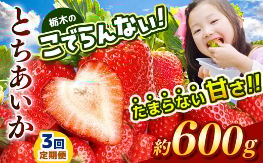 【定期便3回】栃木のこでらんないイチゴ（とちあいか） 約300g×2｜ とちあいか いちご イチゴ 栃木 日本一 高糖度 酸味が少ない 完熟 栃木県 真岡市 送料無料