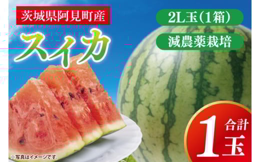 【先行予約 6月下旬から順次配送】スイカ　2L玉　１ケ入【新鮮 野菜 フルーツ 甘い すいか 西瓜 茨城県 阿見町産】(73-02) 2098301 - 茨城県阿見町