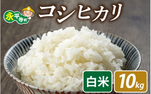 【先行予約】永平寺町飯島産　コシヒカリ  【白米】10kg /ふるさと納税 米 10kg 福井県 永平寺町 の おいしい お米 発祥の地 こめ おこめ 白米 精米 国産 限定 ごはん ご飯 白飯 ゴハン あまみ ふるさと ランキング 人気 おすすめ 送料無料 産地直送 農家直送 福井県 永平寺 国産米 [C-074001]