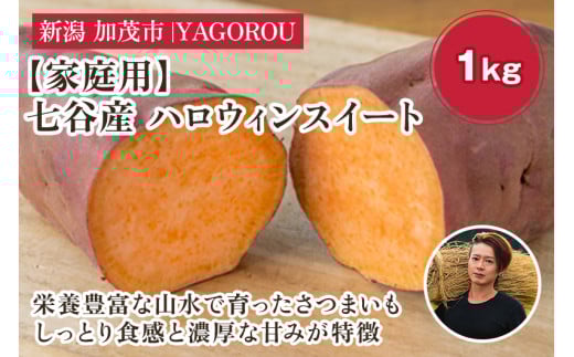 【2025年先行予約】【家庭用】ハロウィンスイート 1kg（A品・B品混在） 新潟県加茂市七谷産 さつまいも《10月下旬〜順次発送》 サツマイモ お芋 焼き芋 スイートポテト 野菜 根菜 低温熟成 加茂市 YAGOROU ヤゴロウ