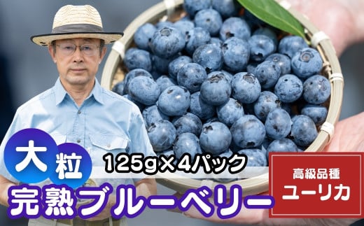 「ユーリカ」ブルーベリー 4パック (125g✕4) | 国産 大粒 生ブルーベリー 新鮮 フレッシュ 小分け とれたて くだもの ぶるーべりー 贈答 ギフト プレゼント 化粧箱 産直 旬 完熟 お取り寄せ 農家 直送 デザート フルーツ こだわり 初夏 果物 埼玉県産 金子果樹園 埼玉県 北本市