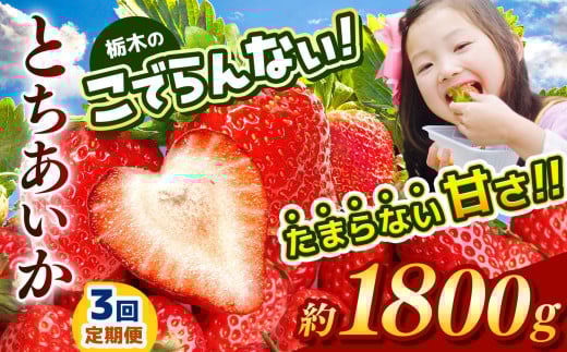 【定期便3回】栃木のこでらんないイチゴ（とちあいか） 約300g×6｜ とちあいか いちご イチゴ 栃木 日本一 高糖度 酸味が少ない 完熟 栃木県 真岡市 送料無料