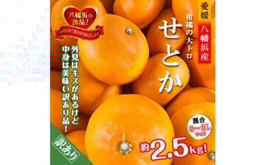 2026年2月～順次発送　柑橘の大トロ!「せとか」約2.5キロ＜訳あり品・家庭向け＞＜C39-65＞【1619102】